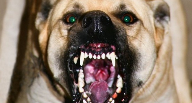 Прокушен череп и разорвано лицо: на Николаевщине бойцовская собака растерзала девушку