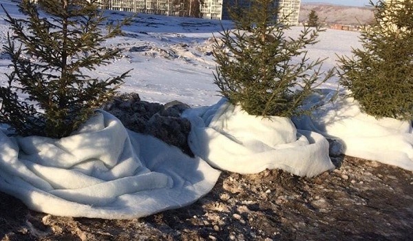 Путин приедет: власти Красноярска решили компенсировать отсутствие снега при помощи искусственных «сугробов»