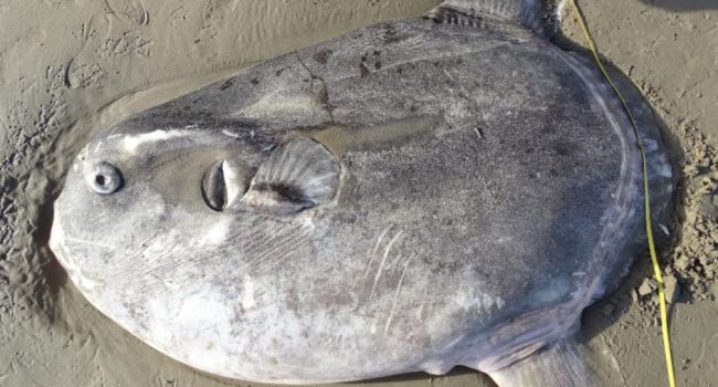На американский берег выбросило гигантскую редкую рыбу