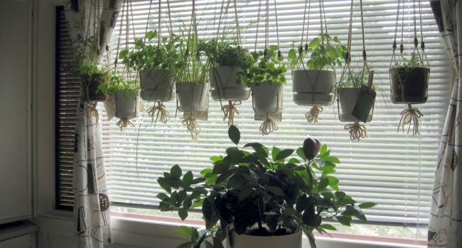Очищают воздух и лечат депрессию: эксперты рассказали о лучших комнатных растениях