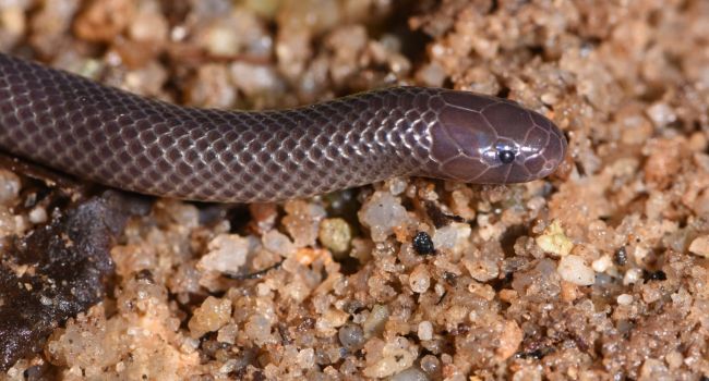 В Африке нашли змей, умеющих брызгать ядом, не открывая рта