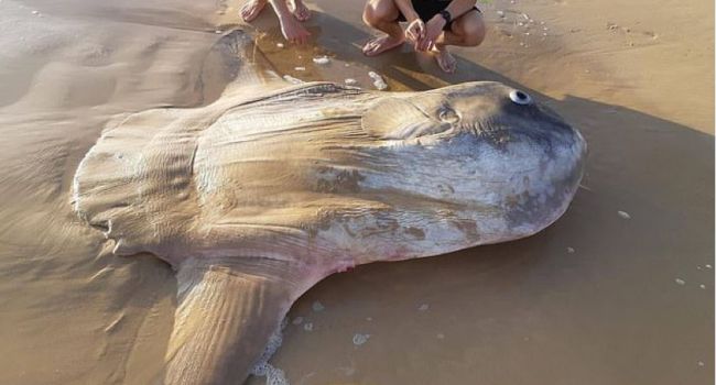 На побережье Австралии выбросило гигантскую рыбу