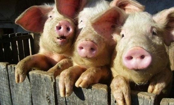 Ученые рассматривают возможность выращивания человеческих органов внутри свиней