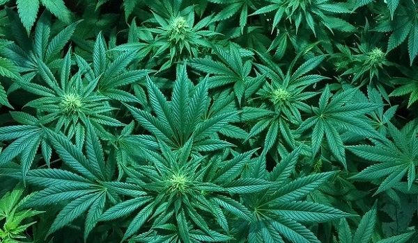 медицинская марихуана петиция