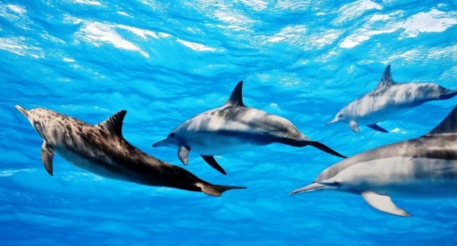 Из-за глобального потепления: ученые заявили об исчезновении дельфинов