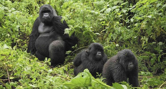 Учёные: гориллы могут ухаживать за мертвыми сородичами