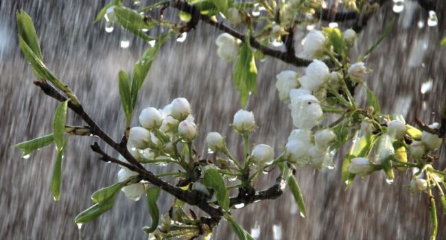 Несмотря на дожди: синоптики рассказали о настоящей весне до конца недели