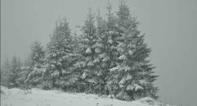 Зима вернулась: Карпаты завалило снегопадом