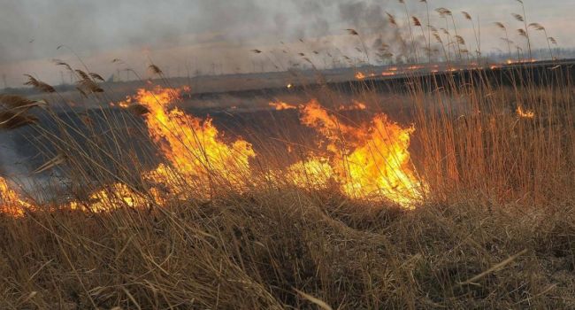 Экологи: горение травы на Закарпатье может серьезно угрожать лесам