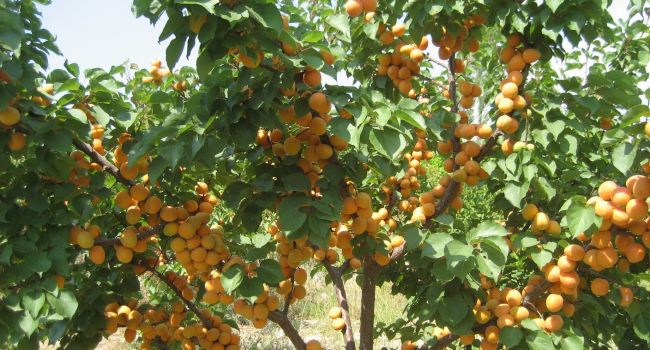 Эксперты: в Украине могут взлететь цены на фрукты из-за заморозков