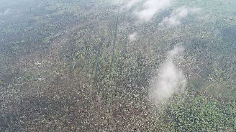«Более 100 гектаров леса «снесло» за считанные минуты»: в сети показали последствия от смерча на Житомирщине 