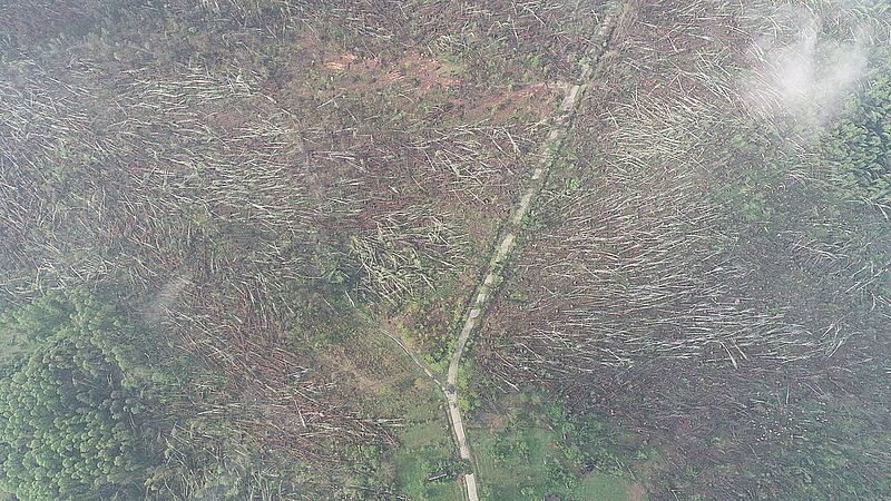 «Более 100 гектаров леса «снесло» за считанные минуты»: в сети показали последствия от смерча на Житомирщине 