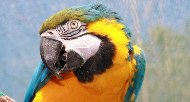 В Бразилии арестовали попугая, который «стоял на шухере»