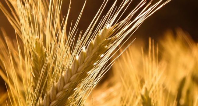 Эксперт прогнозирует 10-процентное уменьшение урожая яровых зерновых