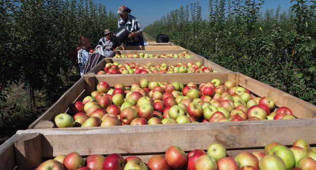 Из-за российского эмбарго в Польше будут выбрасывать яблоки
