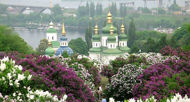 В Ботаническом саду Киева пышно зацвела сирень 