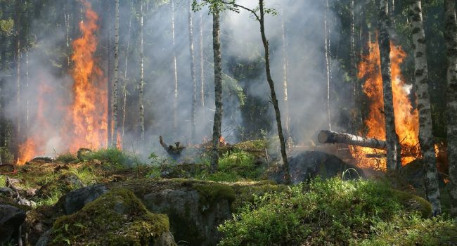 В Канаде началась масштабная эвакуация из-за сильнейших лесных пожаров