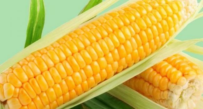 О пользе кукурузы