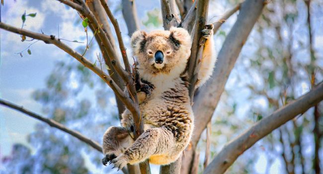 В Австралии официально заявили о вымирании коал