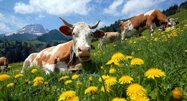 В Украине резко сокращается поголовье крупного рогатого скота 