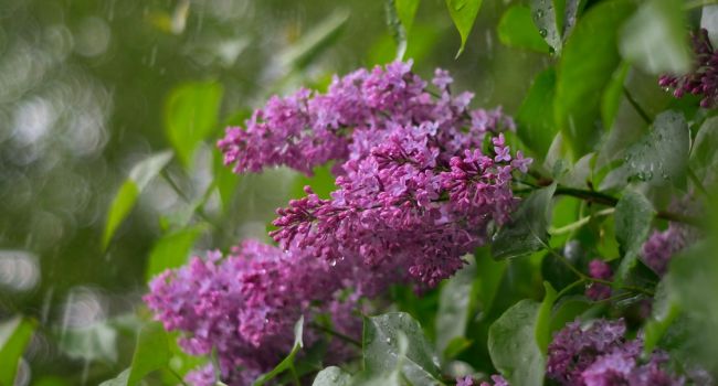  ����� ����������� ��������� ���������� ������ ����� ������ 