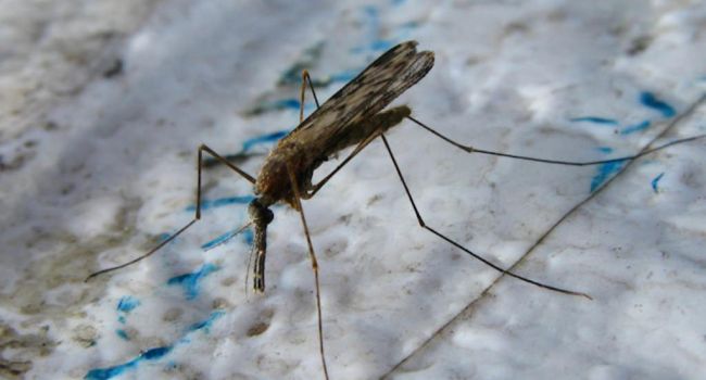 Ученые создали грибок для уничтожения малярийных комаров