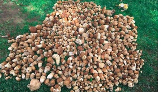 Абсолютный рекорд: на Закарпатье мужчина собрал 150 кг грибов