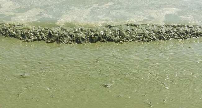 Загрязнения среды: эколог объяснил «зеленое море» в Одессе 