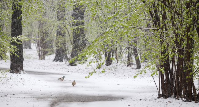 В Житомирской области выпал летний снег, - видео 