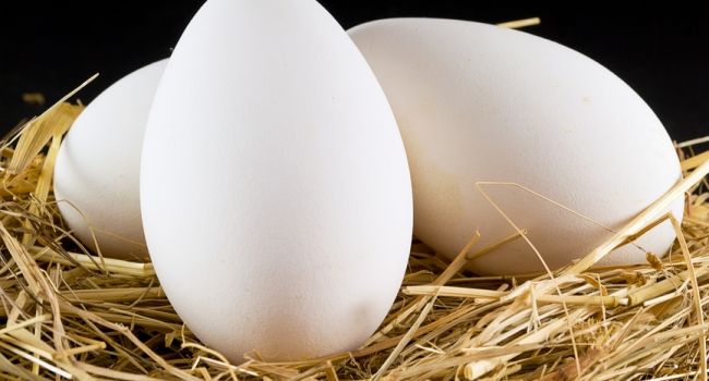 Систематическое употребление гусиных яиц позитивно воздействует на психику