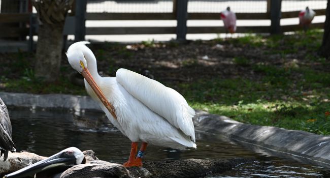 В киевском зоопарке открыли озеро для пеликанов 