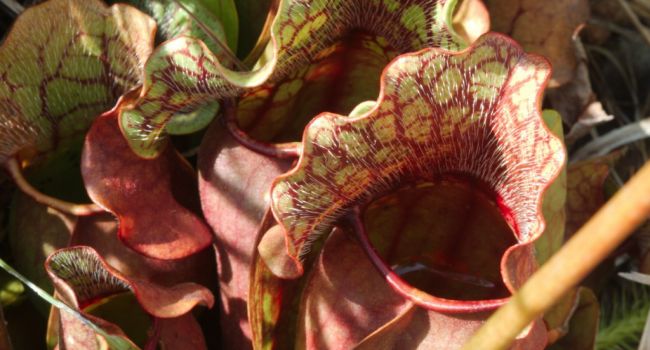 Биологи обнаружили растение в Канаде, поедающее саламандр