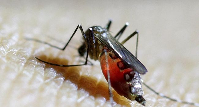 Опасность для туристов: в Таиланде объявили эпидемию лихорадки денге 