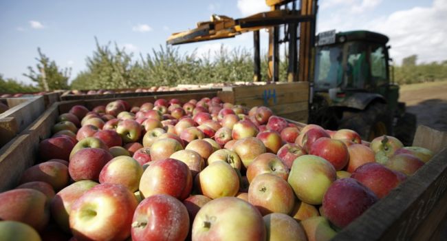 Украинские аграрии наращивают экспорт яблок