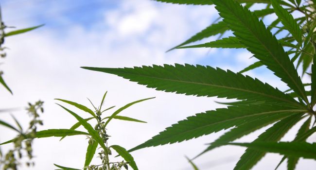 За легализацию марихуаны выступили звезды выращивание марихуаны дома ответственность