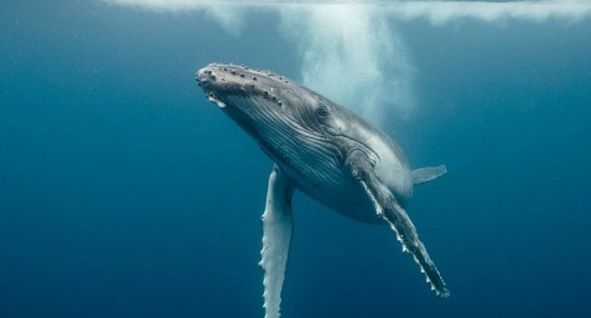 На побережье Канады обнаружили шесть мертвых китов
