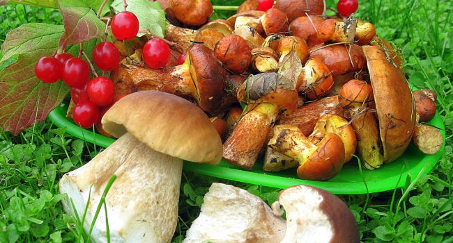 В России могут запретить собирать грибы, орехи и ягоды