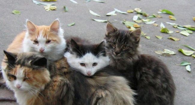 Во Львове проведена перепись бездомных котов