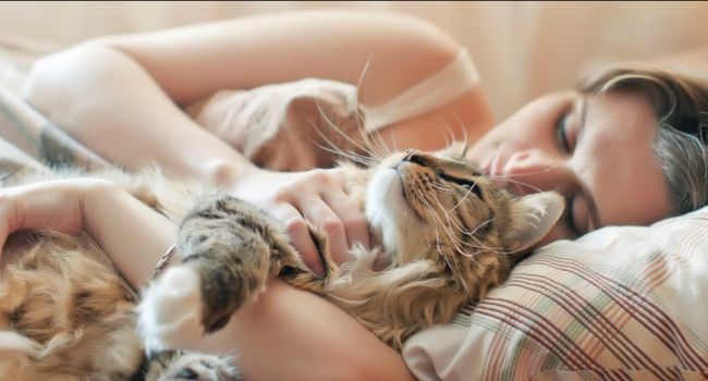«Не спите с котами»: Врач рассказал об опасности 