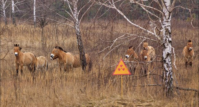 В Чернобыльской зоне бегают лошади Пржевальского – совершенно невиданный в Европе тип