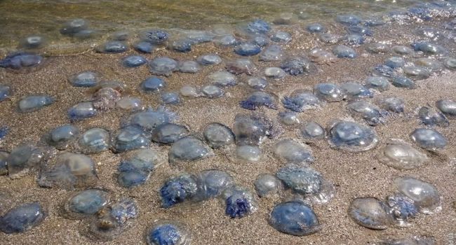 В Кирилловке началось нашествие огромных медуз