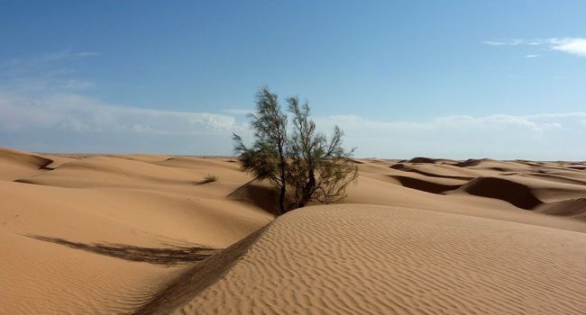  Ученые: Пустыня Сахара – большое море с огромными существами