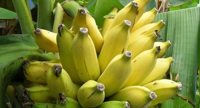 Имеются противопоказания: врачи рассказали о вреде бананов