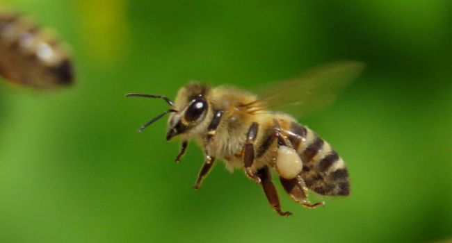 Зафиксирована массовая гибель пчел в Украине