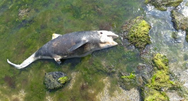 На одесском берегу нашли мёртвого дельфина