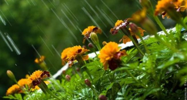 Дожди принесут прохладу: синоптики встревожили прогнозом на выходные дни