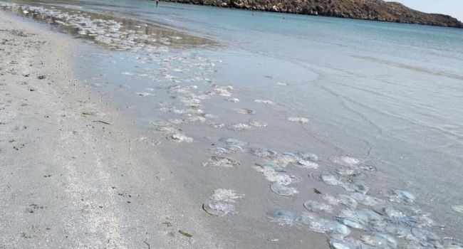 Специалисты назвали причину нашествия медуз на курортах Азовского моря