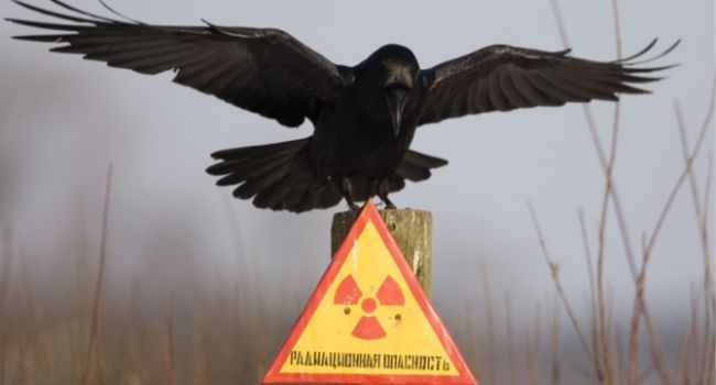 «Смотрим сериал «Чернобыль» онлайн,  них*я не смешно»: россияне рассказали, что происходит в Архангельской области после ЧП с радиацией, сеть в гневе 