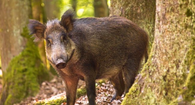 На берегу Дуная обнаружены трупы заражённых чумой свиней