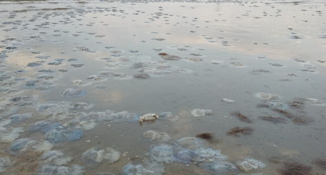 «Похоже на суп с галушками»: Экологи объяснили нашествие медуз в Херсонской области